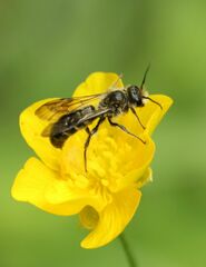 Chelostoma florisomne