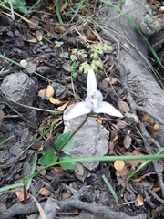 Codonorchis lessonii