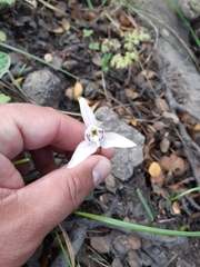 Codonorchis lessonii