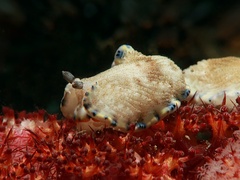 Dermatobranchus caeruleomaculatus