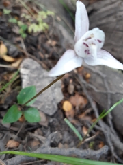 Codonorchis lessonii