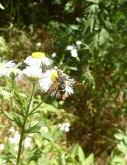 Pyropteron chrysidiforme