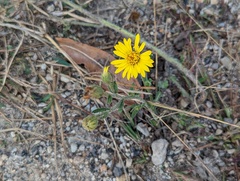 Chrysopsidinae