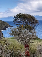 Phrygilus patagonicus