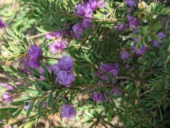 Melaleuca thymifolia