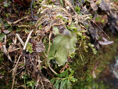 Conocephalum conicum