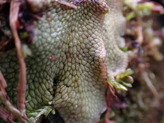 Conocephalum conicum