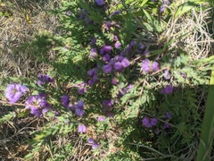 Melaleuca thymifolia