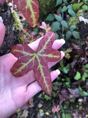 Hedera helix