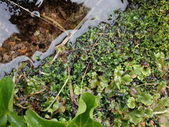 Pellia alpicola