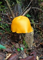 Hymenogloea papyracea