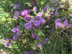 Melaleuca thymifolia