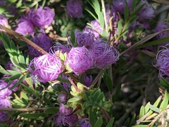 Melaleuca thymifolia