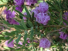 Melaleuca thymifolia