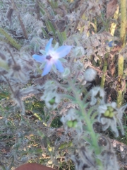 Borago officinalis