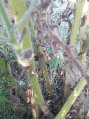 Borago officinalis