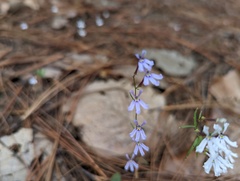 Diastatea