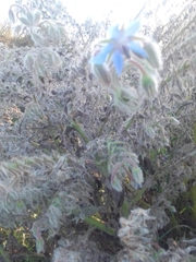 Borago officinalis