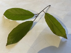 Frangula caroliniana