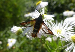 Pyropteron chrysidiforme
