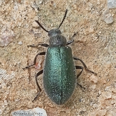 Lagria villosa