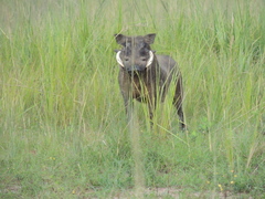 Phacochoerus africanus