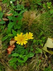 Hieracium murorum