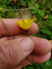 Hieracium murorum