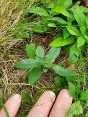 Hieracium murorum