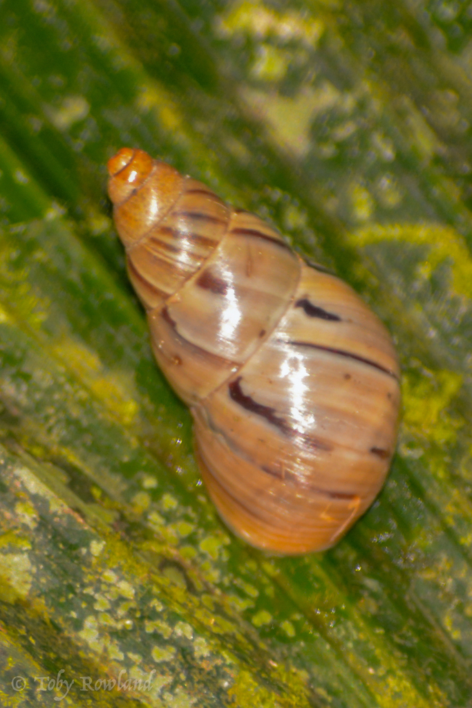 Leiostracus demerarensis