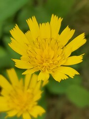 Hieracium murorum