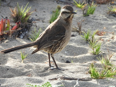Mimus thenca