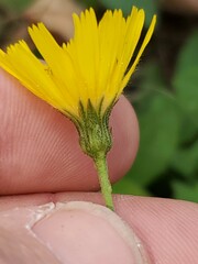 Hieracium murorum