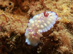 Goniobranchus hintuanensis