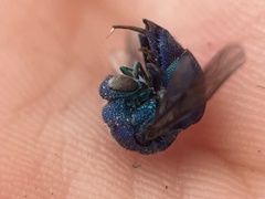Chrysis conica