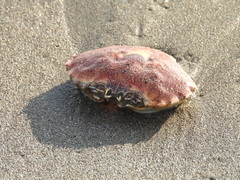 Ovalipes trimaculatus