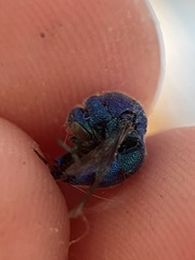 Chrysis conica