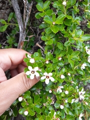 Escallonia serrata
