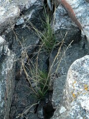 Puccinellia maritima