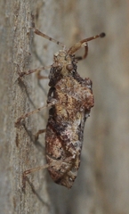 Centrocoris spiniger