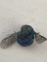 Chrysis conica
