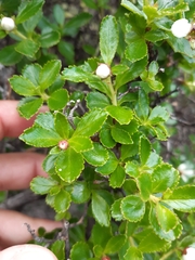 Escallonia serrata