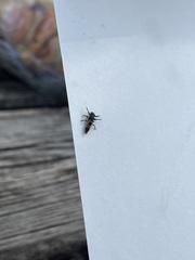 Harmonia axyridis
