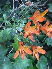 Alstroemeria ligtu simsii