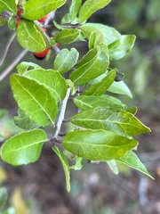 Ilex