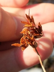 Rhododendron viscosum