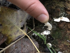 Crepidotus variabilis