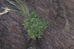 Perityle rupestris rupestris