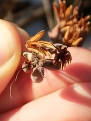 Rhododendron viscosum