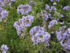 Solanum pinnatum